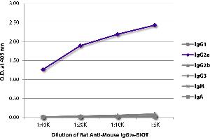 ELISA plate was coated with purified mouse IgG1, IgG2a, IgG2b, IgG3, IgM, and IgA. (Rat anti-Mouse IgG2a Antibody (Biotin))