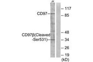 Western blot analysis of extracts from Jurkat cells, treated with etoposide 25uM 24h, using CD97 beta (Cleaved-Ser531) Antibody. (CD97 beta antibody  (Cleaved-Ser531))