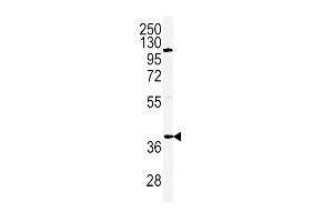 Western blot analysis of ADIPOR2 Antibody (Center) (ABIN651298 and ABIN2840176) in Hela cell line lysates (35 μg/lane). (Adiponectin Receptor 2 antibody  (AA 45-72))