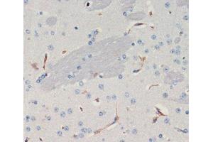 Immunohistochemistry of paraffin-embedded Mouse brain using THBS1 Polyclonal Antibody at dilution of 1:200 (40x lens). (Thrombospondin 1 antibody)