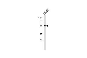 AKT1 Antibody (M) western blot analysis in HL-60 cell line lysates (35 μg/lane). (AKT1 antibody)
