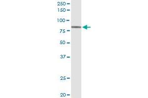 Immunoprecipitation of RFX5 transfected lysate using anti-RFX5 MaxPab rabbit polyclonal antibody and Protein A Magnetic Bead , and immunoblotted with RFX5 purified MaxPab mouse polyclonal antibody (B01P) . (RFX5 antibody  (AA 1-616))
