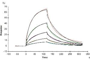 Anti-GPA Antibody immobilized on CM5 Chip can bind Human GPA, hFc Tag with an affinity constant of 1. (CD235a/GYPA Protein (AA 20-91) (Fc Tag))