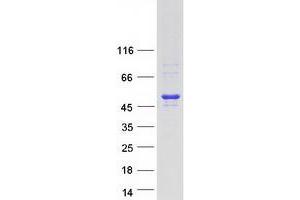 Western Blotting (WB) image for Meis Homeobox 3 (MEIS3) (Transcript Variant 2) protein (Myc-DYKDDDDK Tag) (ABIN2725797)