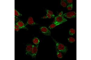 Confocal immunofluorescence image of HepG2 cells stained with GPX4 / MCSP Mouse Monoclonal Antibody (LHM 2) followed by Goat anti-Mouse CF488 (green). (GPX4 antibody)