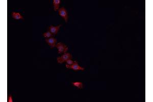 ABIN6266563 staining HeLa cells by IF/ICC. (HSPE1 antibody  (Internal Region))