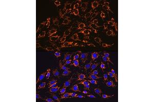 Immunofluorescence analysis of C6 cells using HSP60/HSPD1 Rabbit mAb (ABIN1680746, ABIN3015220, ABIN3015221 and ABIN7101321) at dilution of 1:100 (40x lens). (HSPD1 antibody)