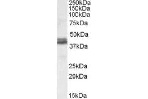 Image no. 1 for anti-NudE Nuclear Distribution E Homolog (A. Nidulans)-Like 1 (NDEL1) (both Isoforms), (Internal Region) antibody (ABIN375101) (NDEL1 antibody  (both Isoforms, Internal Region))