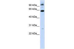 WB Suggested Anti-MNT Antibody Titration:  0. (MNT antibody  (N-Term))
