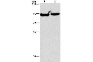 Western Blot analysis of Mouse heart and brain tissue using MARK1 Polyclonal Antibody at dilution of 1:500