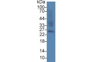 Western blot analysis of Mouse Liver lysate, using Mouse GSTa2 Antibody (5 µg/ml) and HRP-conjugated Goat Anti-Rabbit antibody (