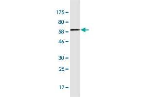 Annexin A9 antibody  (AA 1-338)