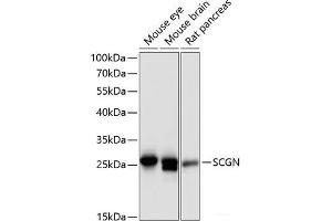 Western blot analysis of extracts of various cell lines using SCGN Polyclonal Antibody at dilution of 1:3000. (SCGN antibody)
