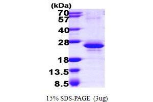 SDS-PAGE (SDS) image for RNA Binding Motif Protein 8A (RBM8A) (AA 1-174) protein (His tag) (ABIN666630) (RBM8A Protein (AA 1-174) (His tag))