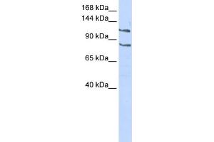 WB Suggested Anti-CEBPZ Antibody Titration:  0.