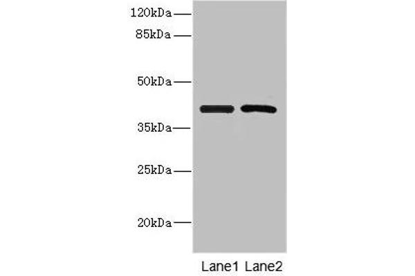INHBC antibody  (AA 103-352)