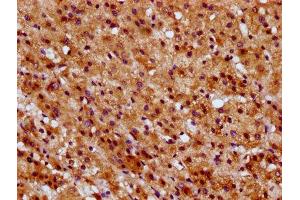 IHC image of ABIN7170912 diluted at 1:600 and staining in paraffin-embedded human adrenal gland tissue performed on a Leica BondTM system. (SUCLG1 antibody  (AA 210-316))
