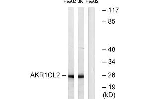 Western blot analysis of extracts from HepG2 cells and Jurkat cells, using AKR1CL2 antibody. (AKR1E2 antibody  (Internal Region))