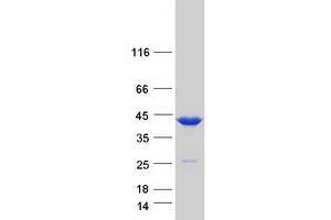 Validation with Western Blot (TMOD3 Protein (Myc-DYKDDDDK Tag))