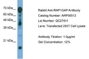 WB Suggested Anti-RAP1GAP  Antibody Titration: 0. (RAP1GAP antibody  (Middle Region))