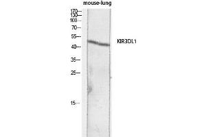 Western Blot (WB) analysis of Mouse Lung lysis using KIR3DL1 antibody.