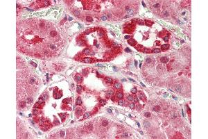 Anti-LPPR5 antibody IHC staining of human kidney. (LPPR5 antibody  (AA 36-85))