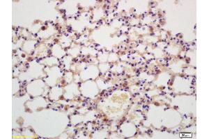 Formalin-fixed and paraffin embedded mouse lung labeled with Anti-G protein beta subunit GI Polyclonal Antibody, Unconjugated (ABIN739094) at 1:200 followed by conjugation to the secondary antibody and DAB staining