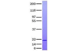 Validation with Western Blot (CD137 Protein)