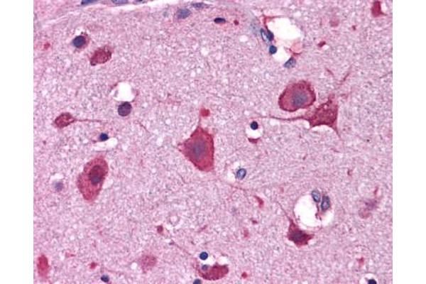 IRGC antibody  (C-Term)