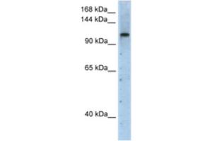 Western Blotting (WB) image for anti-PRP6 Pre-mRNA Processing Factor 6 Homolog (PRPF6) antibody (ABIN2462245)