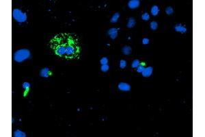 Anti-CAMLG mouse monoclonal antibody (ABIN2455581) immunofluorescent staining of COS7 cells transiently transfected by pCMV6-ENTRY CAMLG (RC218292). (CAMLG antibody)