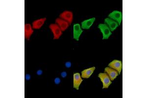 ABIN7095842 and ABIN7099904 staining Hela cells by IF/ICC. (SLC44A3 antibody)