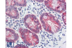 ABIN334341 (5µg/ml) staining of paraffin embedded Human Small Intestine. (AGR2 antibody  (Internal Region))