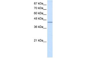 WB Suggested Anti-RBM9 Antibody Titration:  2. (RBM9 antibody  (N-Term))
