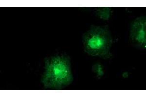 Anti-FDFT1 mouse monoclonal antibody (ABIN2454970) immunofluorescent staining of COS7 cells transiently transfected by pCMV6-ENTRY FDFT1 (RC201392). (FDFT1 antibody)