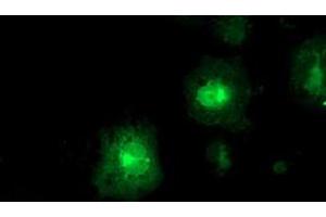 Anti-FDFT1 mouse monoclonal antibody (ABIN2454970) immunofluorescent staining of COS7 cells transiently transfected by pCMV6-ENTRY FDFT1 (RC201392). (FDFT1 antibody)
