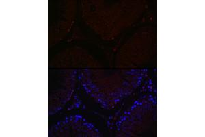 Immunofluorescence analysis of rat testis cells using S Rabbit pAb (ABIN7270138) at dilution of 1:100 (40x lens). (SALL4 antibody  (AA 853-1053))
