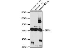 Western blot analysis of extracts of various cell lines, using BTBD1 antibody (ABIN6291275) at 1:1000 dilution. (BTBD1 antibody)