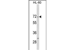 Western blot analysis of HIPK4 C-term in HL-60 cell line lysates (35ug/lane) (HIPK4 antibody  (C-Term))