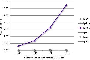 ELISA image for Rat anti-Mouse IgG2b antibody (ABIN5707499)