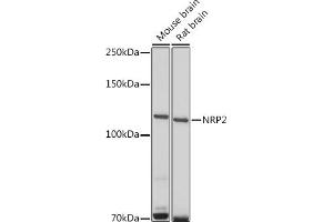 Western Blotting (WB) image for anti-Neuropilin 2 (NRP2) (AA 150-420) antibody (ABIN3016283)