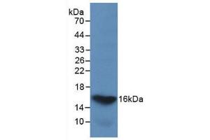 Western blot analysis of recombinant Human GAL2. (Galectin 2 antibody  (AA 1-132))