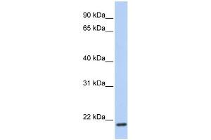 TMEM35 antibody used at 1 ug/ml to detect target protein. (TMEM35 antibody  (C-Term))