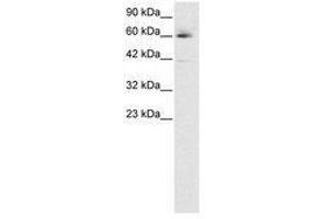 Image no. 3 for anti-Hematopoietic Cell-Specific Lyn Substrate 1 (HCLS1) (AA 28-77) antibody (ABIN6735791) (HCLS1 antibody  (AA 28-77))