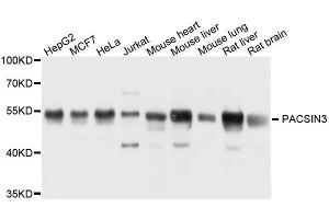 Western blot analysis of extracts of various cell lines, using PACSIN3 antibody. (PACSIN3 antibody  (AA 175-424))