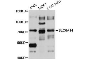 Western blot analysis of extracts of various cell lines, using SLC6A14 antibody (ABIN5998876) at 1/1000 dilution. (Slc6a14 antibody)