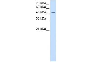 SLC16A8 antibody used at 2. (MCT3 antibody)