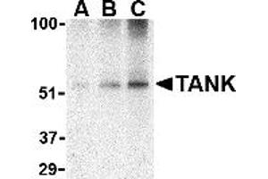 Western Blotting (WB) image for anti-TRAF Family Member-Associated NFKB Activator (TANK) (C-Term) antibody (ABIN1030721) (TANK antibody  (C-Term))