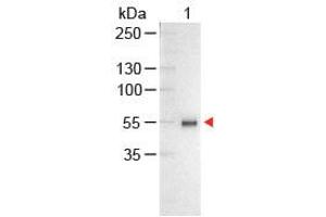 Image no. 1 for Chicken anti-Human IgG (Whole Molecule) antibody (Alkaline Phosphatase (AP)) (ABIN300616) (Chicken anti-Human IgG (Whole Molecule) Antibody (Alkaline Phosphatase (AP)))