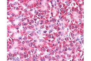 ABIN185310 (5µg/ml) staining of paraffin embedded Human Pancreas. (CCDC50 antibody  (Internal Region))